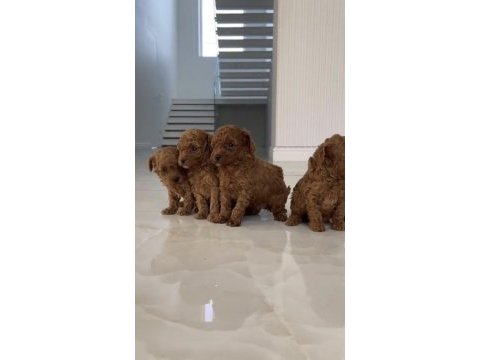 Toy poodle köpekler