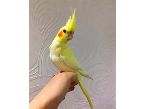 İnsan aşığı sultan papağanı yavruları