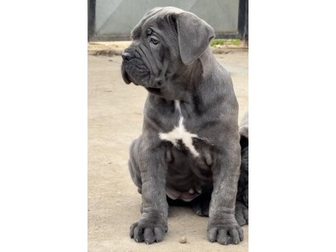 A+ kalite cane corso yavrularımız