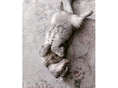 Şecereli scottish fold silver