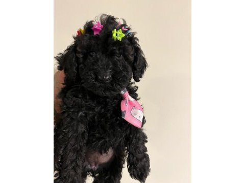 Bir avuç mutluluk toy poodle