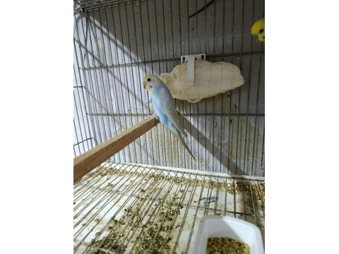 Alıştırmalık rainbow muhabbet kuşu bebekler