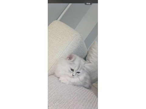 2.5 aylık chinchilla dişi kedimiz