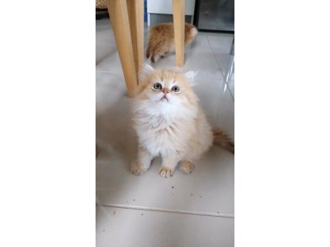 Golden british longhair bebekler