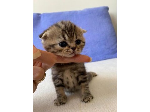 British cinsi yavrularımız teslime hazırdır