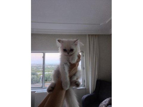 British longhair yavru sahiplendirme