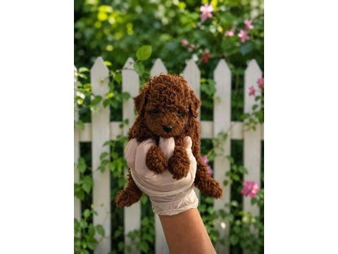 Orjinal ev üretimi gerçek toy poodle