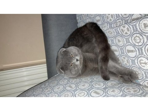 1 yaşında scottish fold