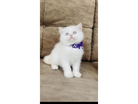 By1133 british shorthair erkek