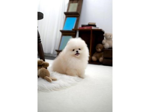 Boo pomeranian ayı surat yavrularımız