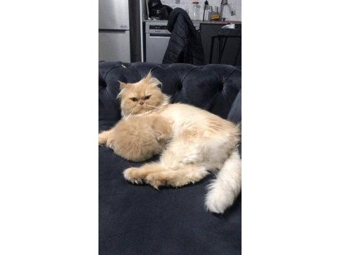 Chinchilla 1 aylık erkek