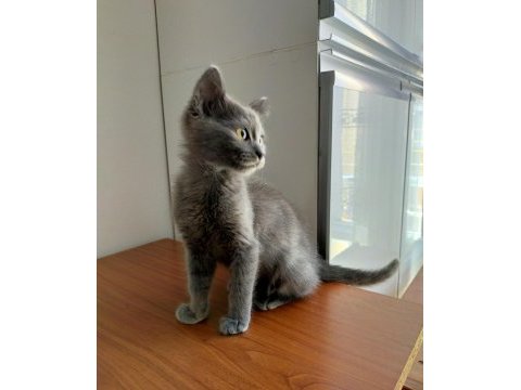 Gri british shorthair 3 aylık yavru kedi