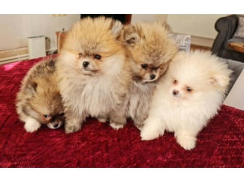 Show kalite pomeranian boo köpeği