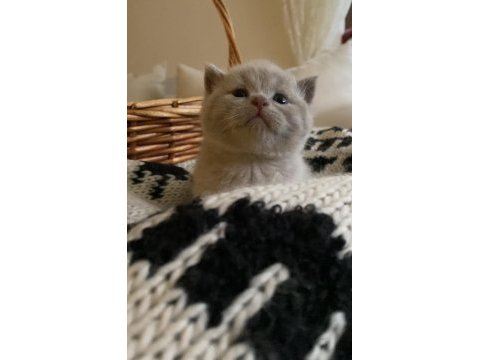 British shorthair chocolatte lilac ve fawn bebeklerim
