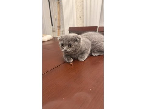 02.02 doğumlu scottish fold yavrularımız
