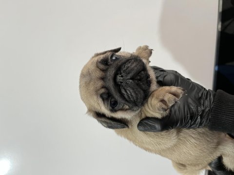 Üst kalite pug mops bebeler