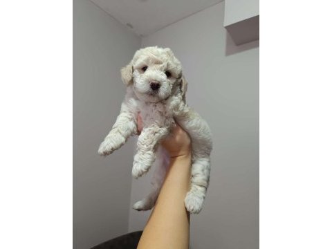 Maltipoo yavru köpeğimiz