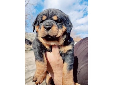 Orjinal macar rottweiler