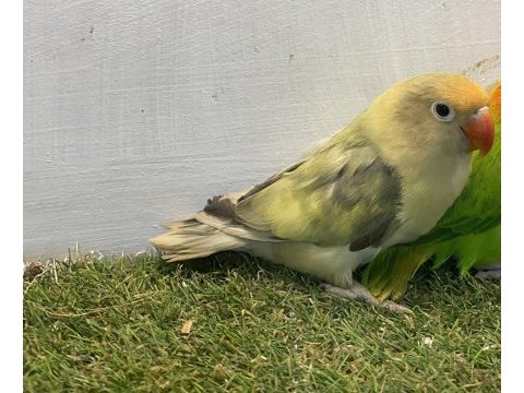 Mutasyon cennet papağanı