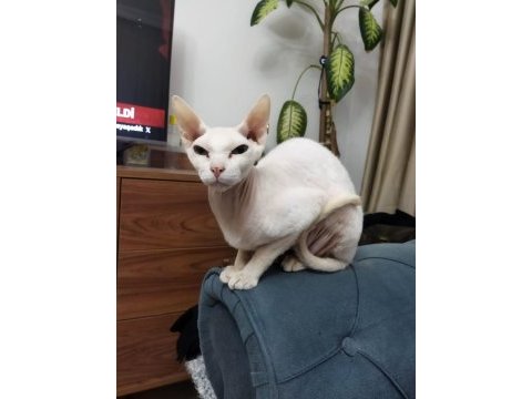 Sfenks dişi erkek