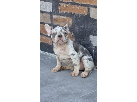 French bulldog 2 aylık köpeğimiz