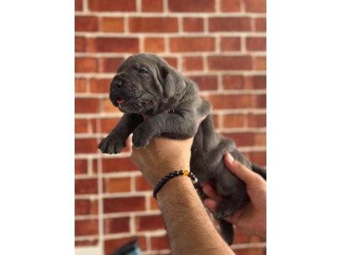 Dev cane corso yavrular