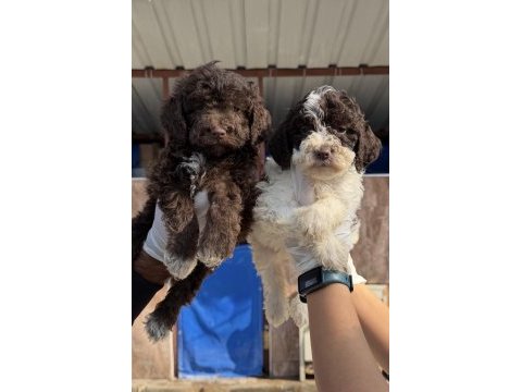 Portekiz su köpeği çok şirin yavrular 