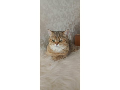 Full şecereli safkan british shorthair yavrularımız