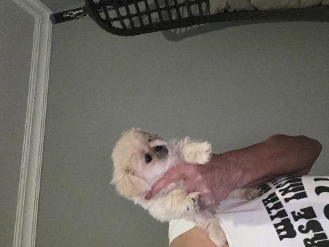 Pamuk pekinez köpekler