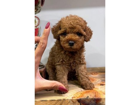Red erkek toy poodle