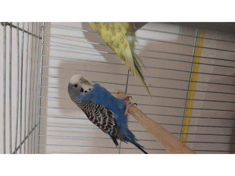 Gözüm gibi baktığım kuşlarımı sahiplendiriyorum