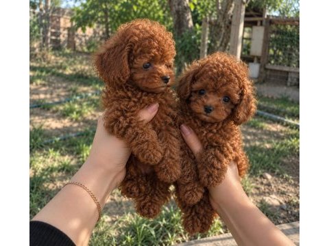 Red brown minik toy poodle yavrular