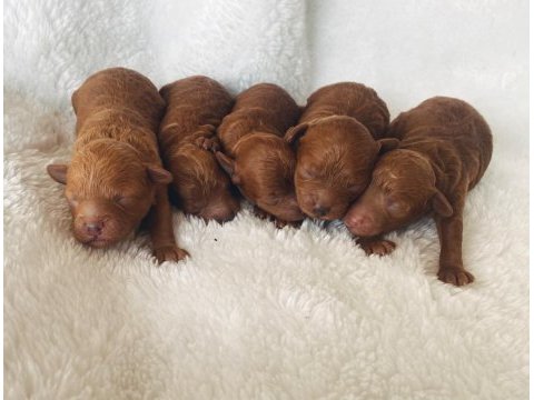 Mini toy poodle yavrular