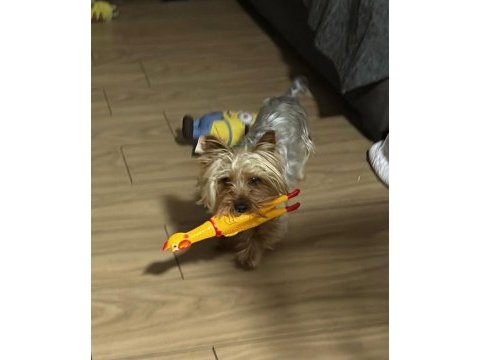 Çok uyguna terrier köpeğimiz