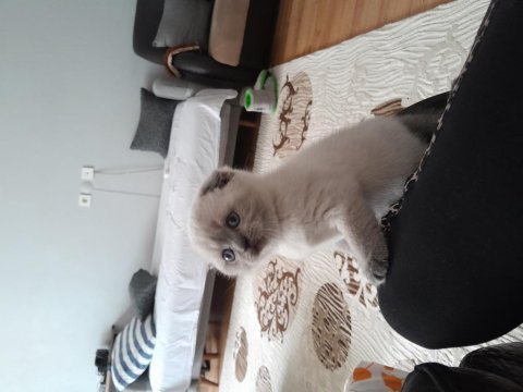Çok tatlı sevimli scottish fold bebeklerimiz