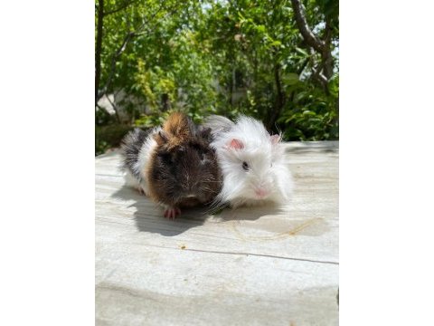 Sevinli guineapig
