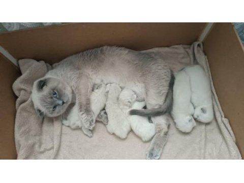 Scottish fold kızımıza yeni yuva arıyoruz