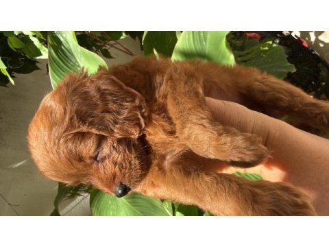 Maltipoo uavruları