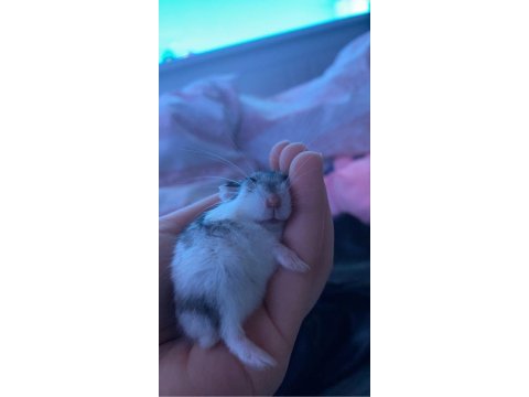 Çift hamster
