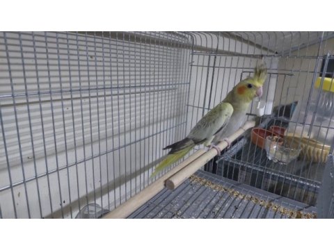 2 aylık erkek sultan papağanı