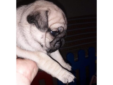 Safkan orjinal siyah pug yavruları