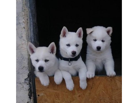 Beyaz mavi gözlü husky sibirya yavruları