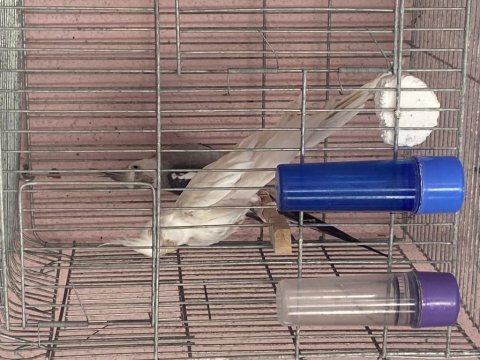 White face albino çift sultan papağanı