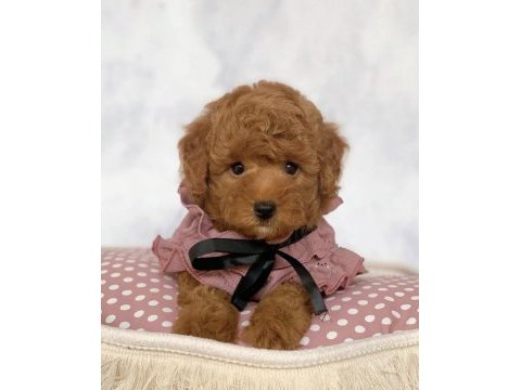 Çok uygun red brown white toy poodle yavrular