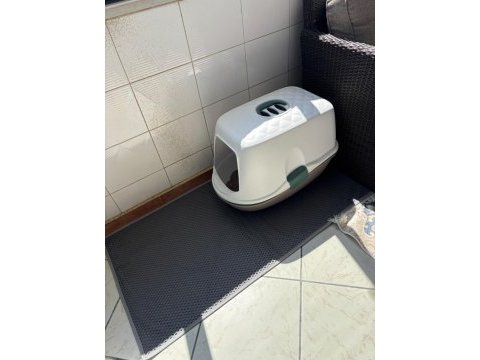 Ragdoll 4 aylık erkek