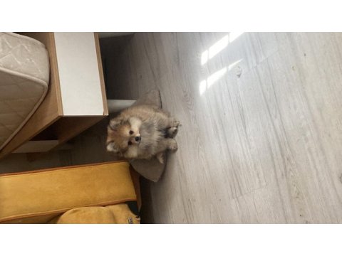 2.5 aylık erkek pomeranian bebekler