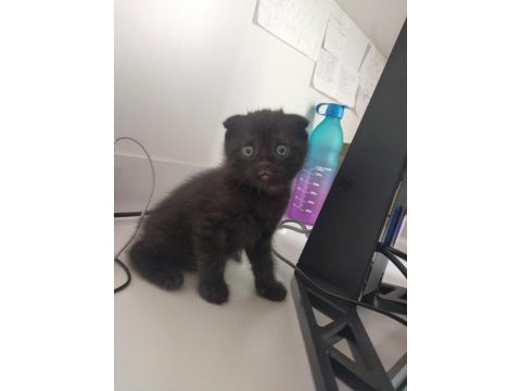Yavru scottish fold