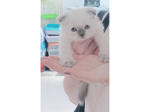 Scottish fold bebeklerimiz teslime hazırlar