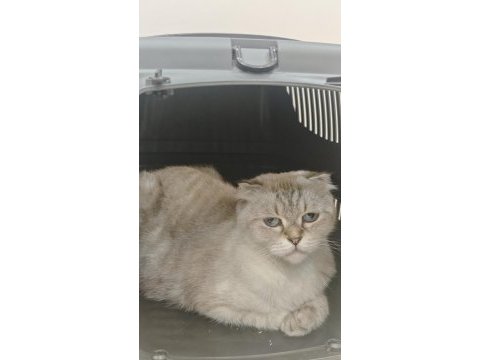 British longhair kedisi