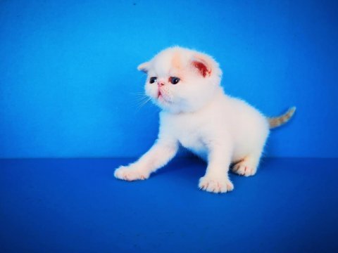 Exotic shorthair safkan yavrular rezerveye hazır